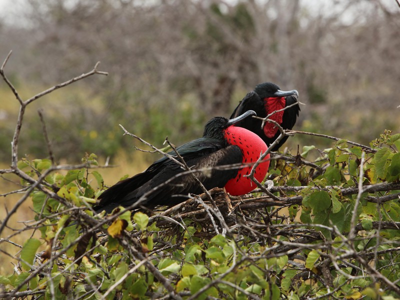 Fregattvögel beim Balzen