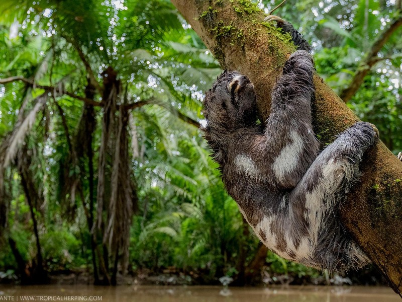 Napo Wildlife Center - Faultier am Baum