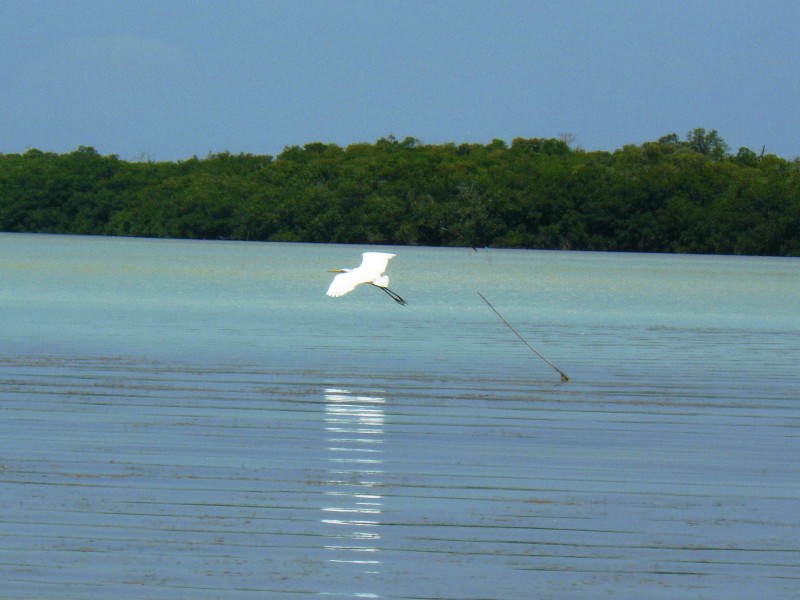 Fischreiher bei Celestun