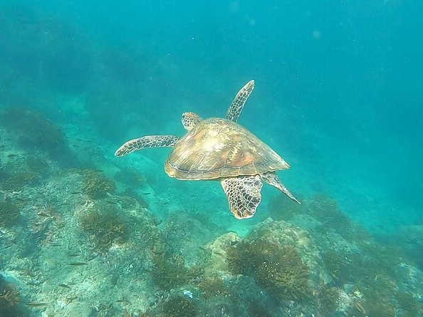 Snorkeling Tour in Caño Island 