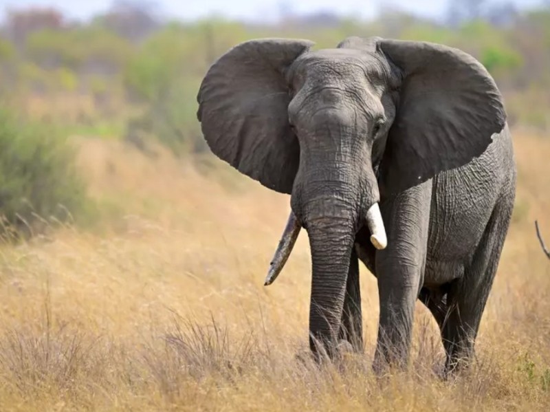 Elephant in Serengeti