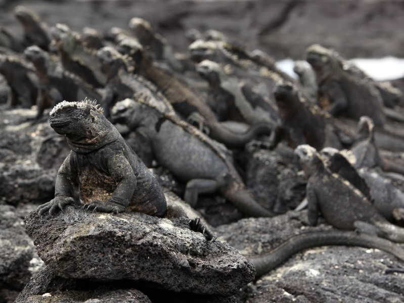 Meeresechsen auf Fernandina