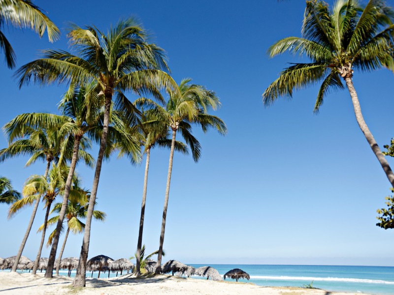 Starfish - Palmenstrand