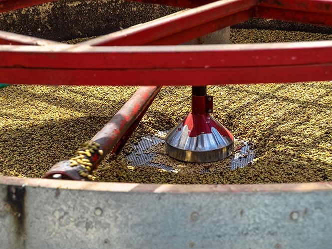 Manizales Coffee Experience