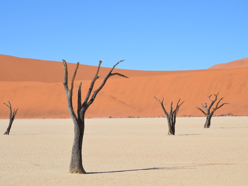 Tree in Sossusvlei