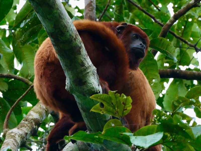 Napo Wildlife Center