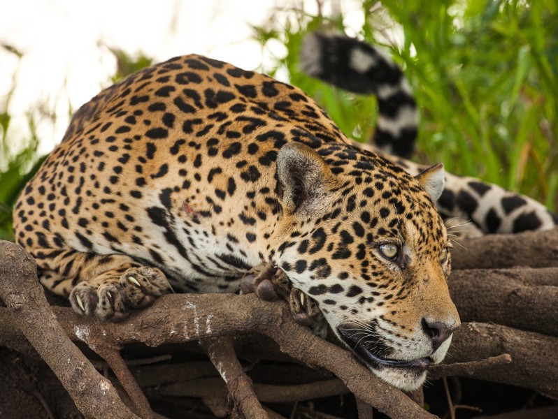 Leopard im Amazonas