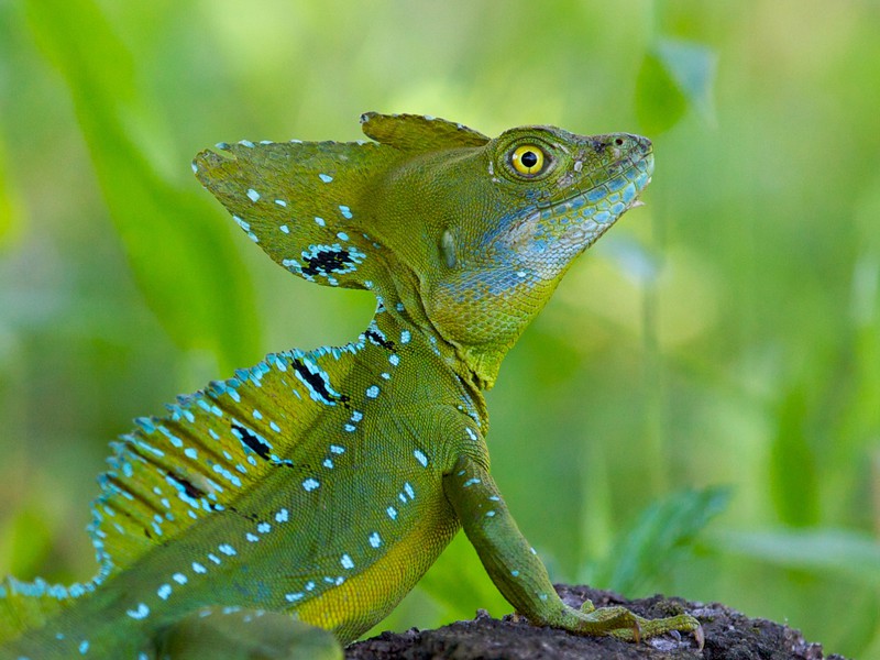 Helmbasilisk im Tortuguero