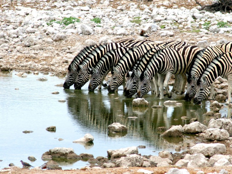 Namibia - Etosha National Park