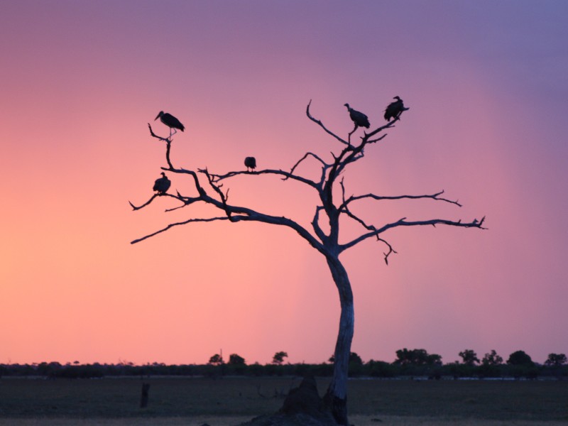 Durch die Nationalparks in Botswana