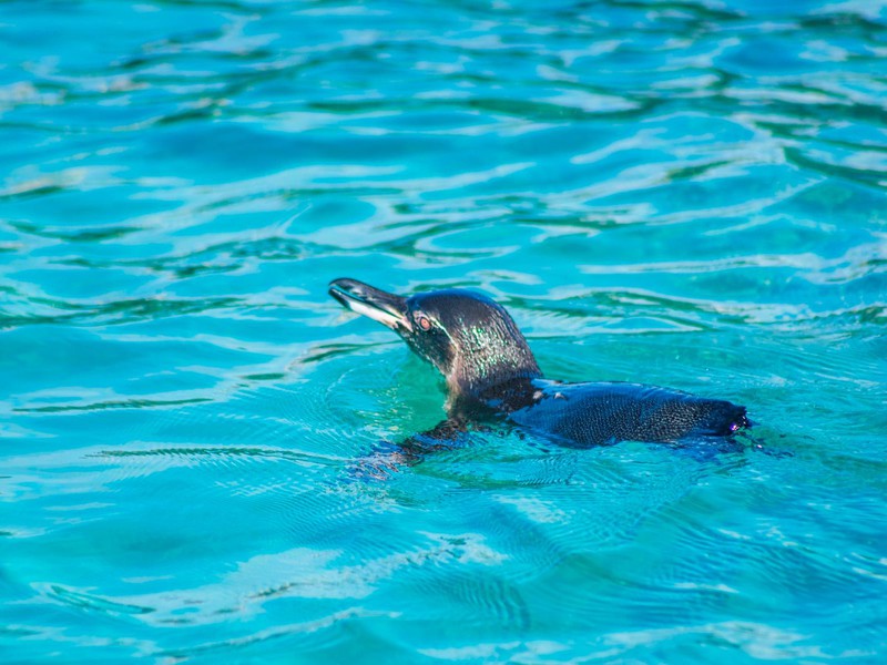 Pinguin schwimmt mit Ihnen