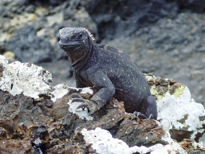 Iguana - Isabela