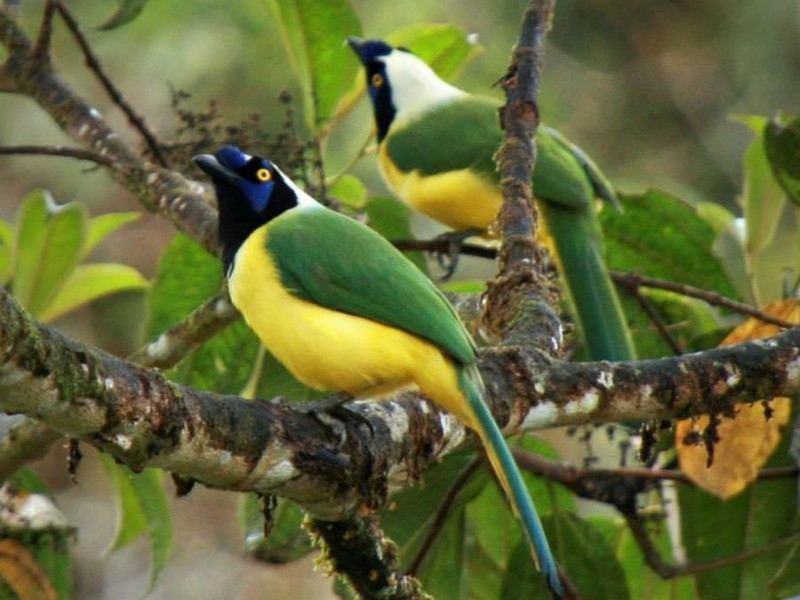  Inkablaurabe (Cyanocorax yncas yncas)