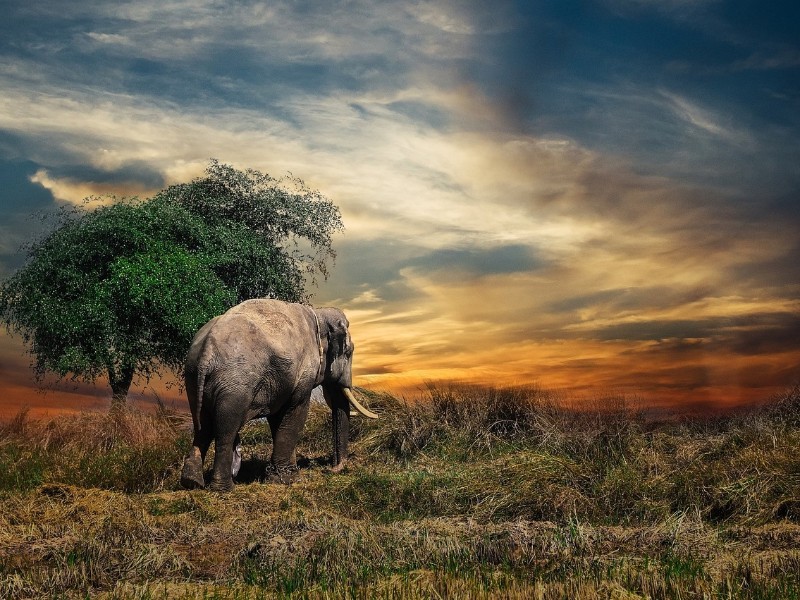 Wild Nature