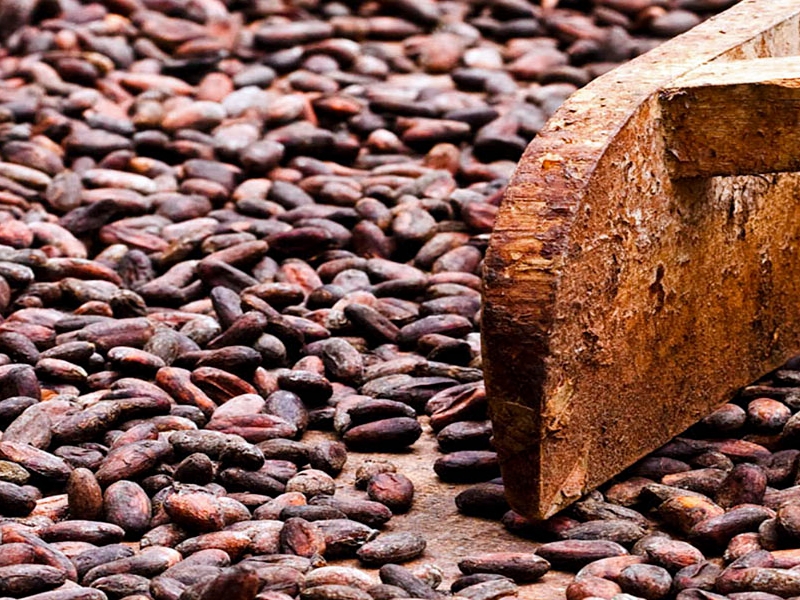 Cocoa beans