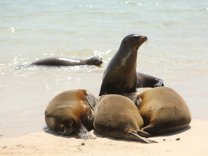 Sea lion family