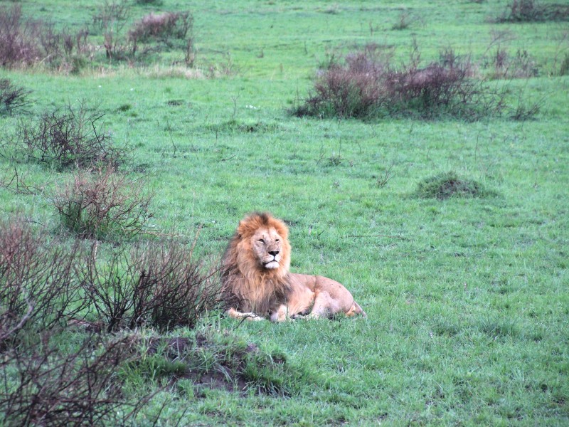 Masai Mara Kenya Lion