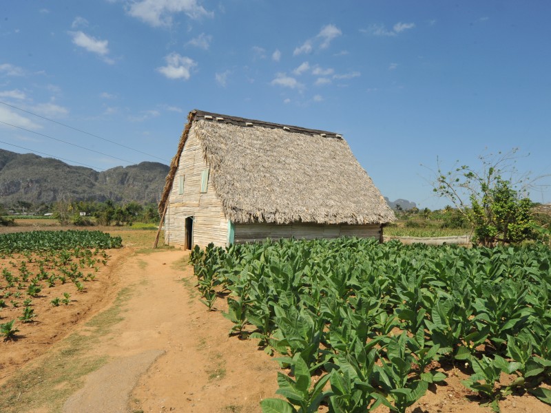 Pinar del Rio & Viñales