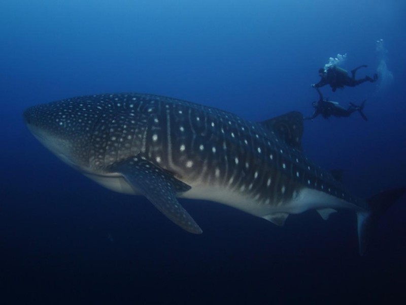 Riesige Fische (Foto Zhang Fang)