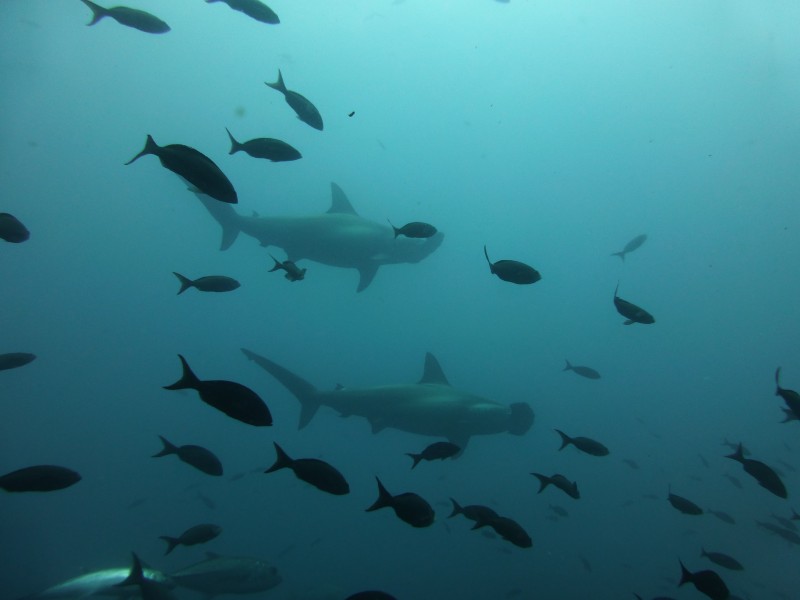 Hammerhead Sharks