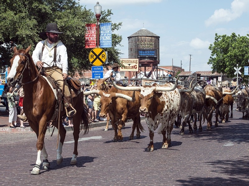 Horses and Cows in Fort Worth