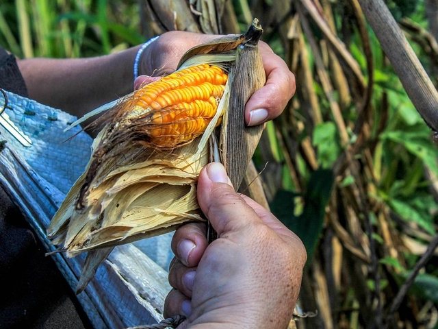Farming, Cenote & Ek Balam Pyramids Tour