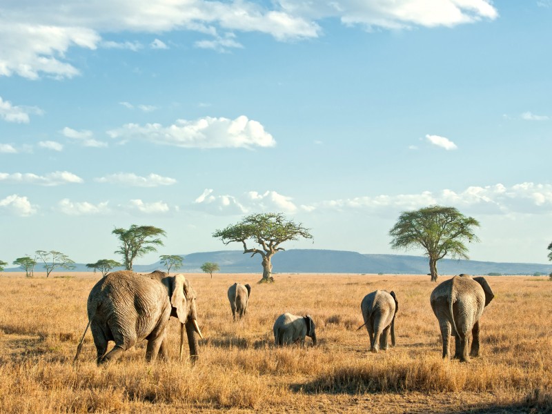 Tanzania - Elephants