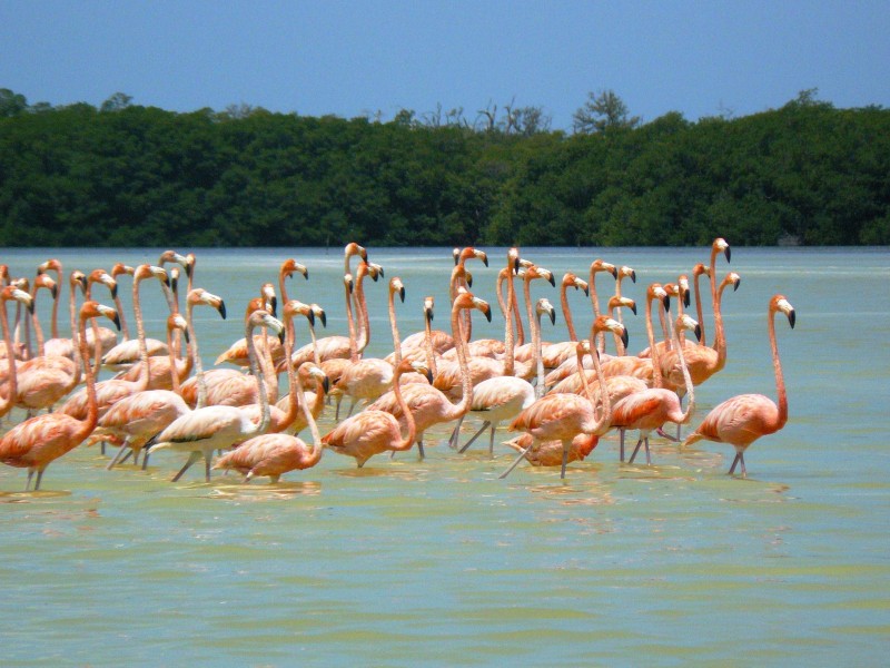 Flamingos an der Flussmündung Estero