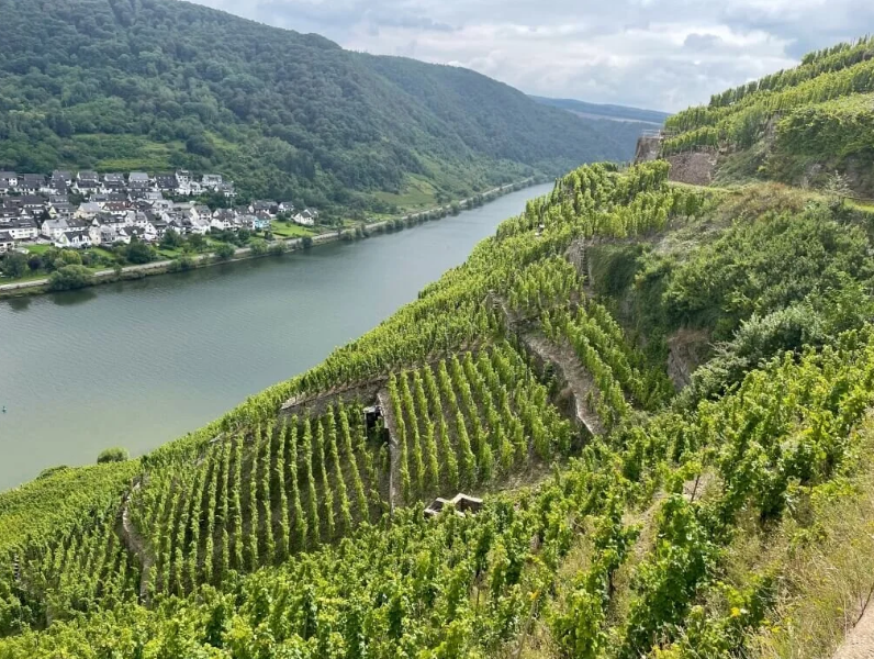 Cochem Wine