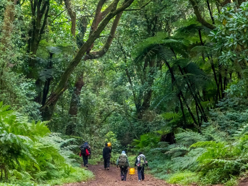 Kilimanjaro
