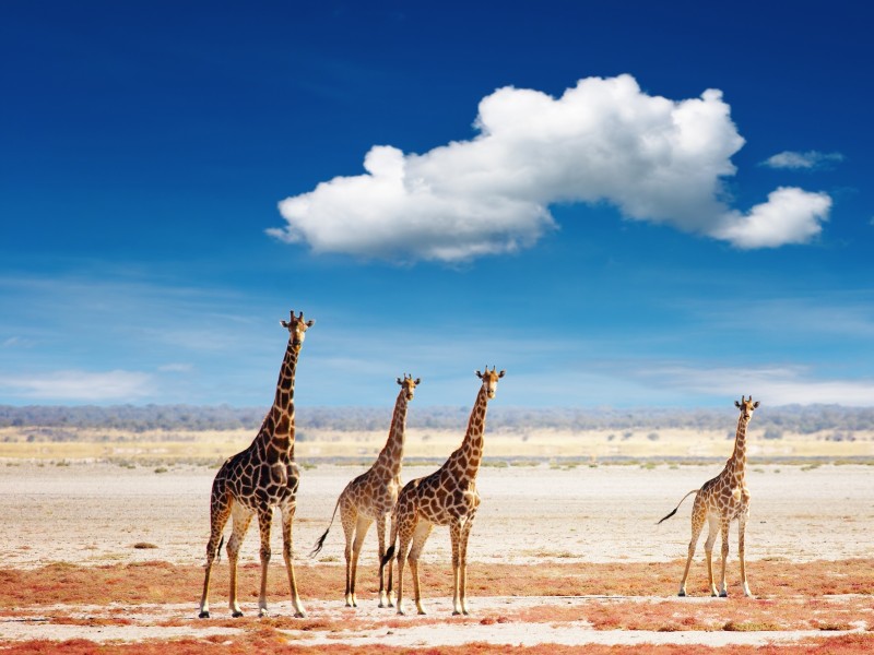 Namibia - Etosha NP