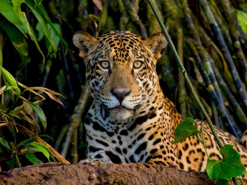 Jaguar