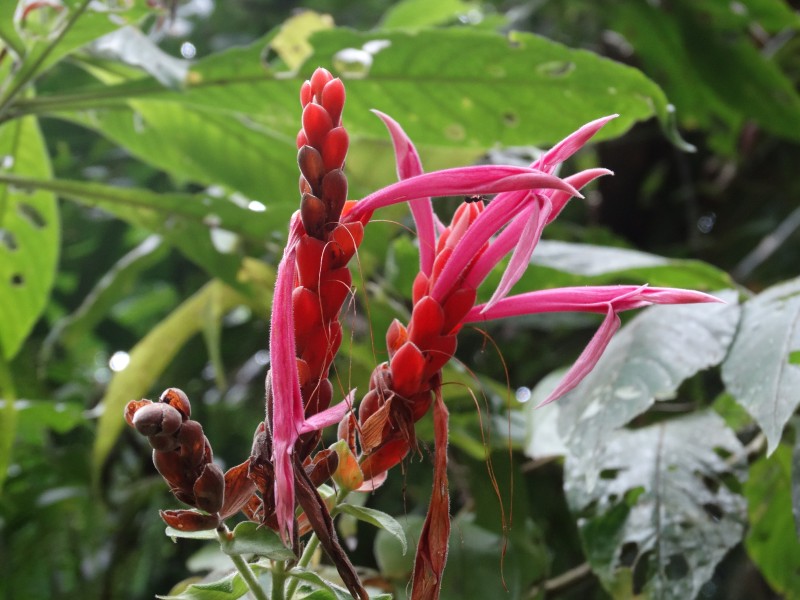 Camino de Cruces Trail - Fauna