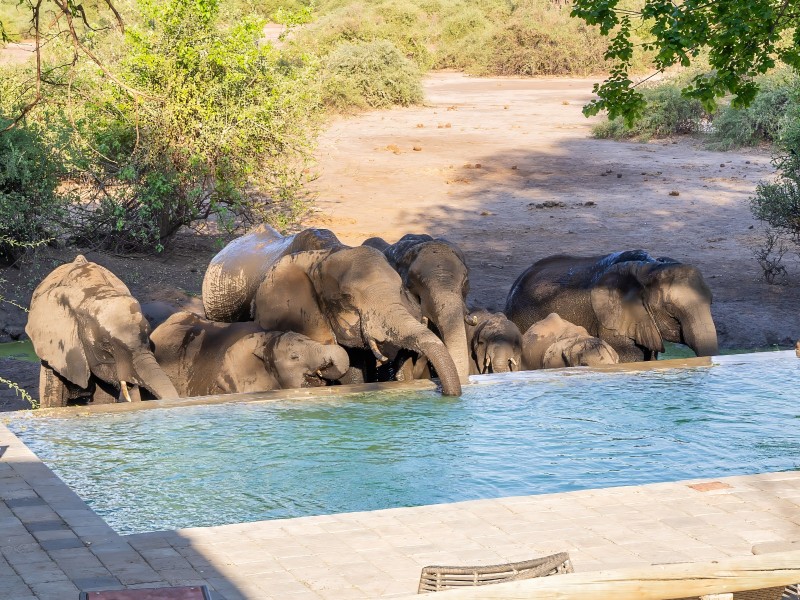 Elefanten am Pool Elephant Valley Lodge