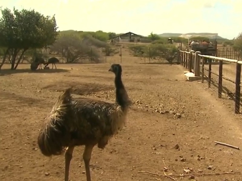 Ostrich Farm