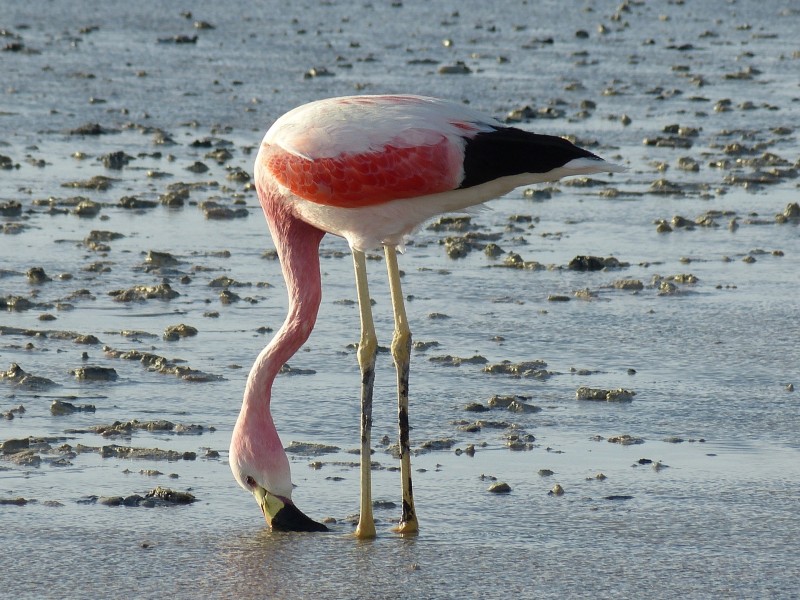 Flamingo Atacama