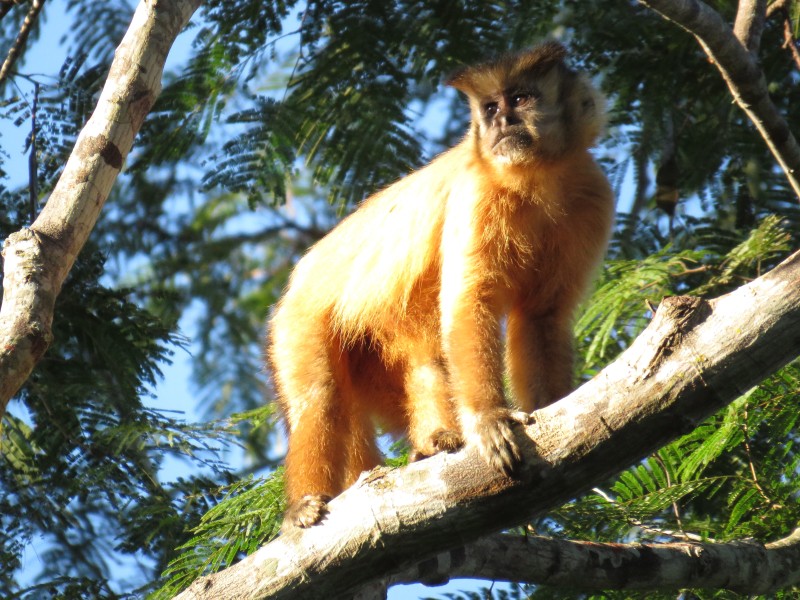 San Miguelito Jaguar Conservation Ranch