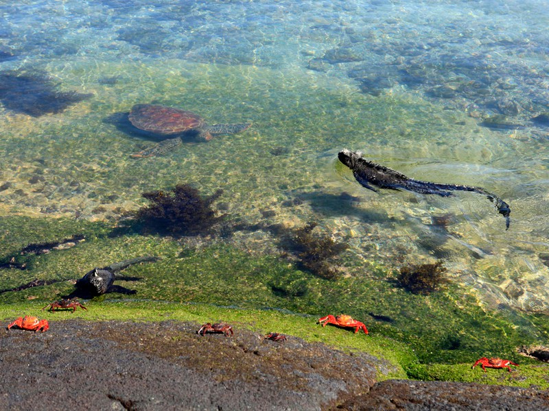 Reichhaltiges Meeresleben