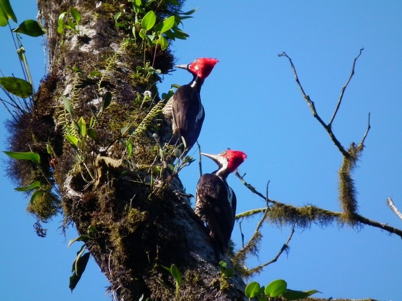 Crimson-crested Woodpeckers