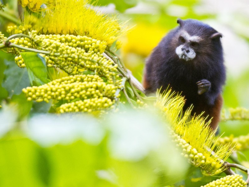 Posada Amazonas - Äffchen im Urwald