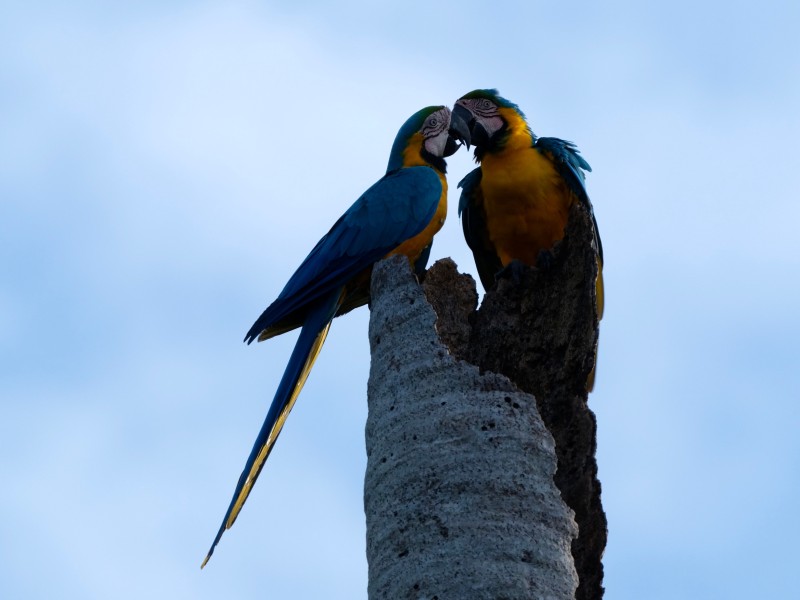 Napo Wildlife Center