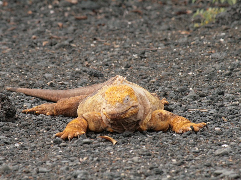Gelber Landleguan im Westen Isabelas