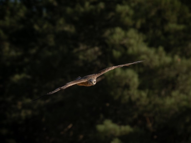 condor in ecuador- day 4