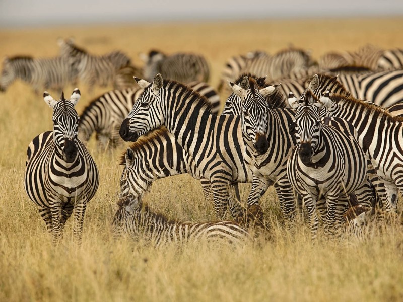Zebras 