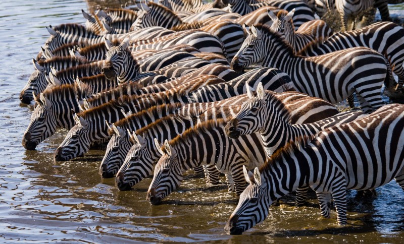 Zebras