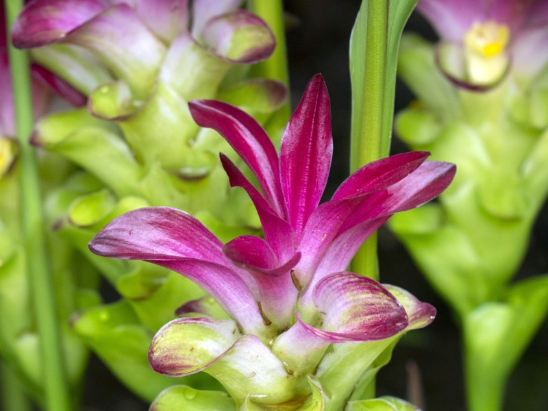 Arenal - Bromelien