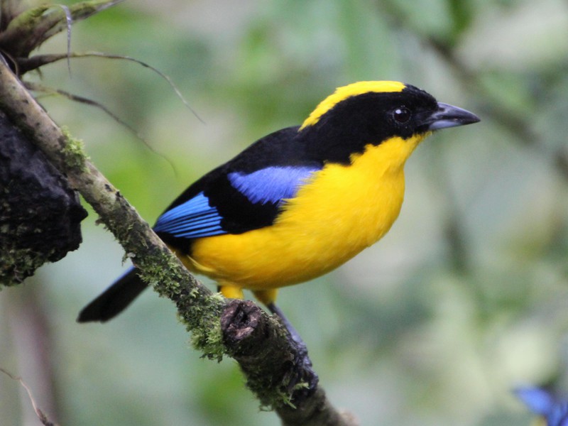 Ideal für Vogelliebhaber