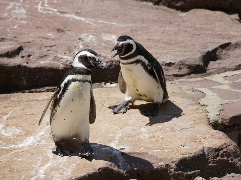 Magellan Penguins