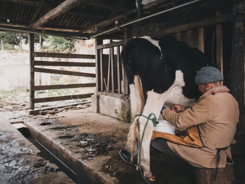 Afternoon milking sessions