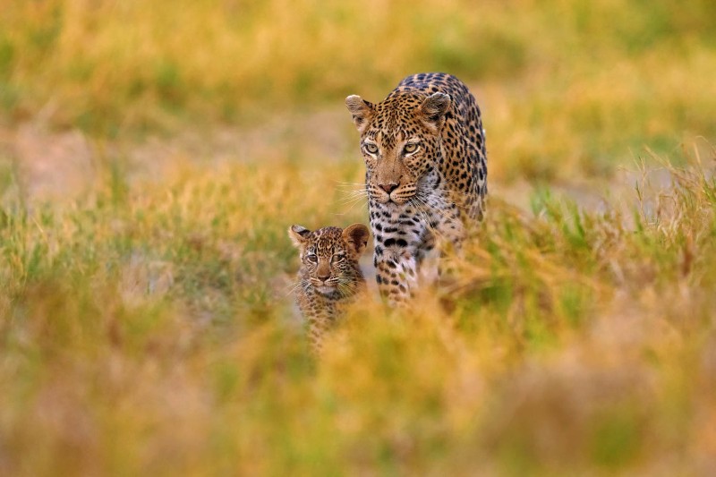 Leopard  